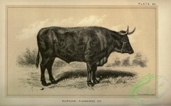 hoofed_cattlefarm-00564 - black-and-white 068-Flamande Ox Bull