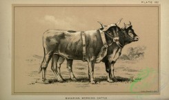 hoofed_cattlefarm-00666 - black-and-white 170-Bavarian Working Cattle