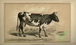 hoofed_cattlefarm-00699 - black-and-white 203-Cholmogorian Cow