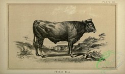 hoofed_cattlefarm-00747 - black-and-white 251-French Bull
