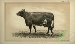 hoofed_cattlefarm-00779 - black-and-white 283-Cow