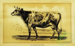 hoofed_cattlefarm-00811 - black-and-white 154-Triesdorfer Race Cow