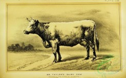 hoofed_cattlefarm-00937 - black-and-white 280-Cow