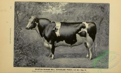 hoofed_cattlefarm-01040 - black-and-white 243-Holstein-friesian Bull
