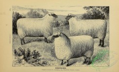 hoofed_cattlefarm-01086 - black-and-white 289-Sheep