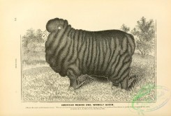 hoofed_cattlefarm-01143 - black-and-white 212-American Merino Ewe