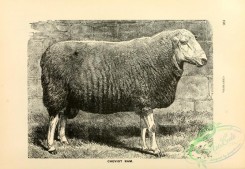 hoofed_cattlefarm-01150 - black-and-white 219-Cheviot Ram