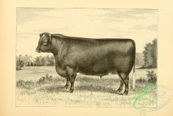 hoofed_cattlefarm-01182 - black-and-white 080-Bull