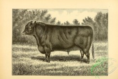 hoofed_cattlefarm-01214 - black-and-white 112-Bull