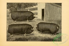 hoofed_cattlefarm-01263 - black-and-white 161-Swine