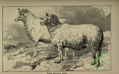 hoofed_cattlefarm-01349 - black-and-white 081-Welsh Mountain Sheep