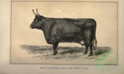 hoofed_cattlefarm-01555 - black-and-white 002-Devon Cow