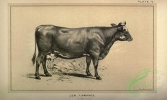 hoofed_cattlefarm-01619 - black-and-white 066-Cow