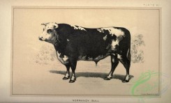 hoofed_cattlefarm-01626 - black-and-white 073-Normandy Bull