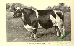 hoofed_cattlefarm-01941 - black-and-white 121-Bull