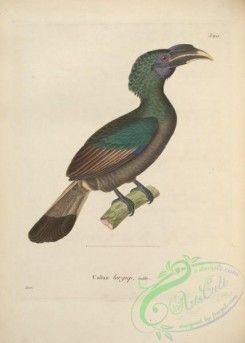 hornbills-00009 - Bushy-crested Hornbill