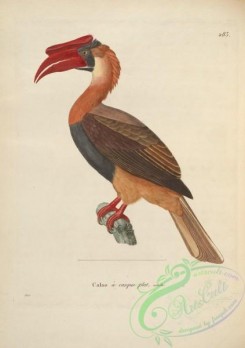hornbills-00011 - Rufous Hornbill