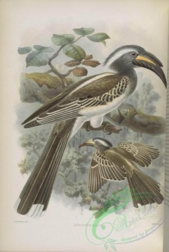 hornbills-00016 - African Grey Hornbill
