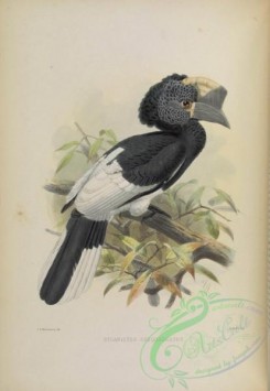 hornbills-00020 - Black-and-white-casqued Hornbill, 2