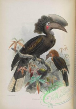 hornbills-00022 - Black-casqued Wattled-Hornbill