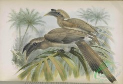 hornbills-00032 - Indian Grey Hornbill