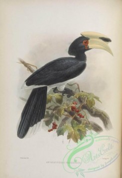 hornbills-00043 - Oriental Pied-Hornbill