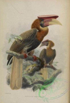 hornbills-00051 - Rufous Hornbill (Rufous)