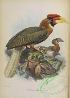 hornbills-00052 - Rufous Hornbill (semigaleatus)