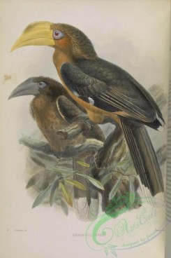 hornbills-00055 - Rusty-cheeked Hornbill