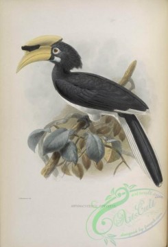 hornbills-00059 - Southern Pied-Hornbill