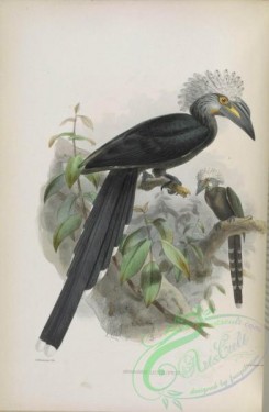 hornbills-00065 - White-crested Hornbill, 2