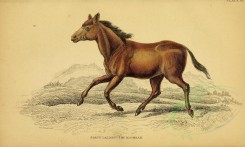 horses-00017 - KOOMRAH [3124x1871]