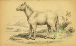 horses-00028 - VILLOUS HORSE [3124x1871]