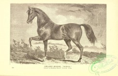 horses-00323 - black-and-white 015-Orloff Horse