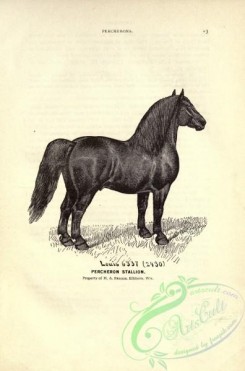 horses-00945 - black-and-white 012-Percheron Stallion Horse