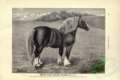 horses-00952 - black-and-white 019-English Shire Stallion Horse