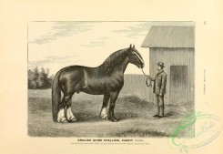 horses-01009 - black-and-white 020-English Shire Stallion Horse