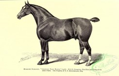 horses-01712 - black-and-white 030-Hackney Stallion Horse