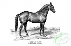 horses-01982 - black-and-white 031-Horse
