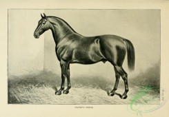 horses-03375 - black-and-white 003-Harness  Horse