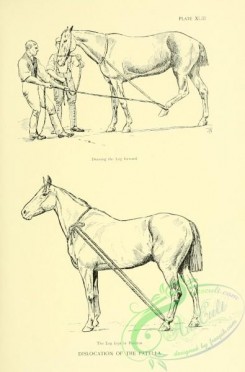 horses-03397 - black-and-white 002-Horse