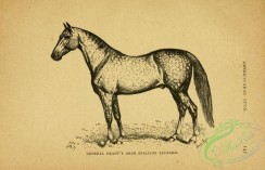 horses-03418 - black-and-white 010-Arab Stallion Horse