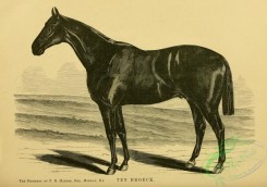 horses-03929 - black-and-white 083-Horse