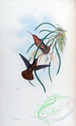 hummingbirds-00012 - grypus spixi [1553x2560]