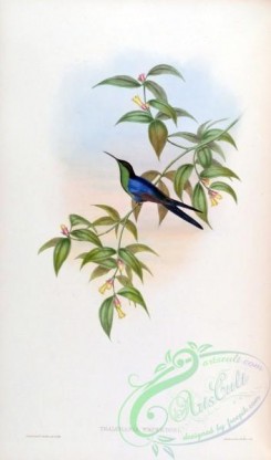 hummingbirds-00108 - thalurania watertoni [1508x2560]