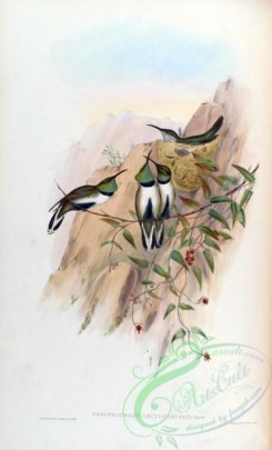 hummingbirds-00114 - White-sided Hillstar [1552x2560]
