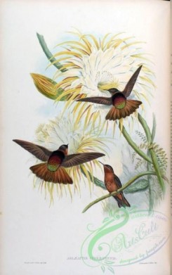 hummingbirds-00123 - aglaeactis cupreipennis [1600x2553]