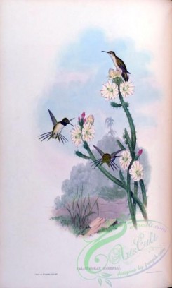 hummingbirds-00141 - calothorax yarrelli [1540x2560]