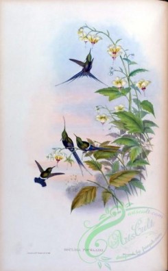 hummingbirds-00160 - gouldia popelairi [1585x2560]