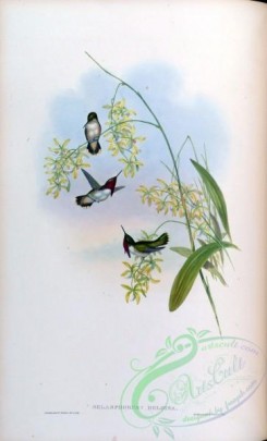 hummingbirds-00192 - selasphorus heloisa [1550x2560]